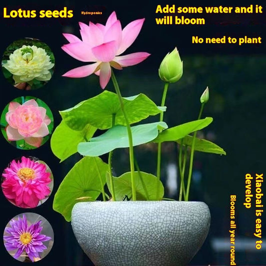 Lotus Seed Everblooming Hydroponic Green Plant